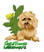 CactusFlower Labradoodles